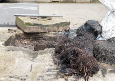 Tree roots removed from a blocked drain